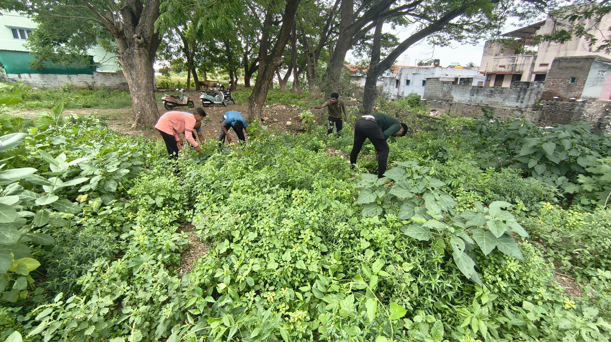 Tree Plantation Event